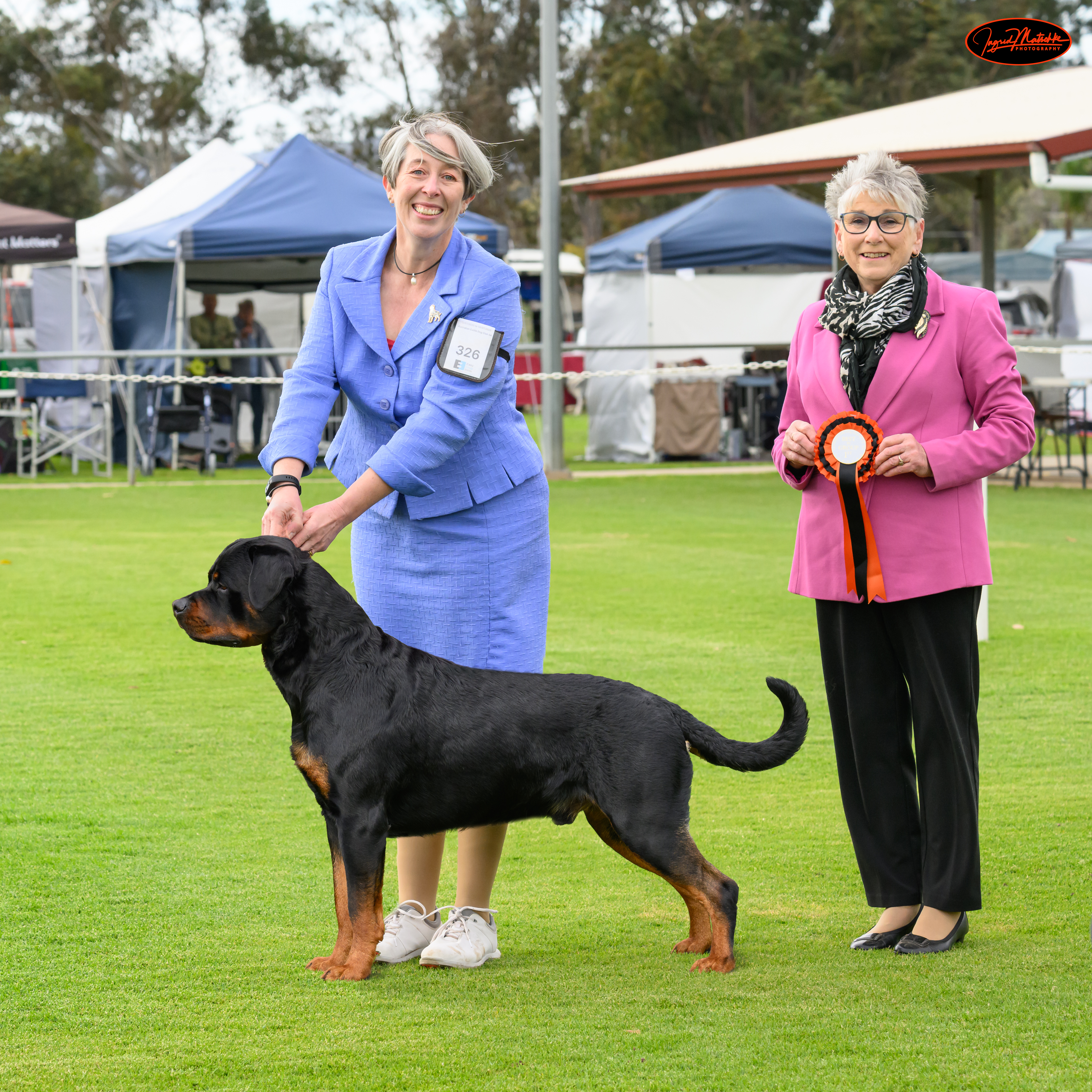 Sollerus Rottweilers, Gelderland Endless Rumours, Ubersein Jolene, Gelderland Vision Of You (AI), Jager, Rottweiler Breeder, Adelaide, South Australia